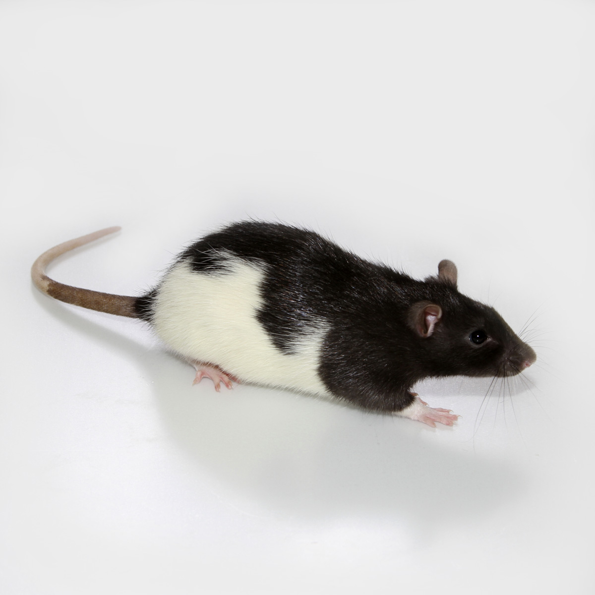 Long Evans Rat